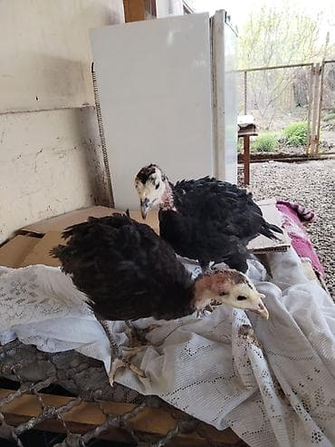 cins buzovlar: Hinduşka cücələri – qara lələklər, açıq rəngli baş və dimdik — 7