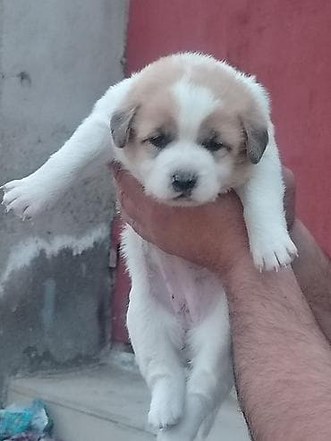 Gəmiricilər: Salam 24. Gunlukdu Temmiz Qurdbasar kucukidi — 3