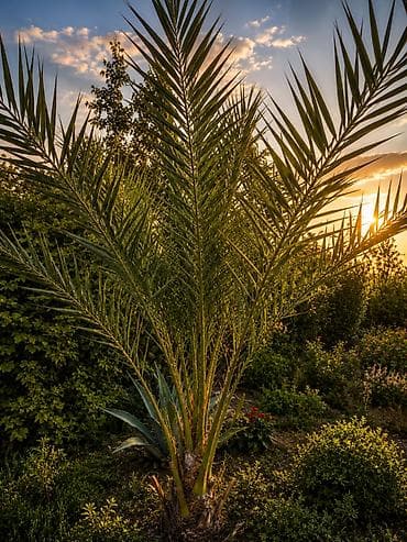 crna udovica kapi: Satılır – Böyük Kölgəlik Ağacı 🌳 Həyətdə olan sağlam və iri ağac — 1