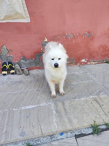 mini itler: Samoyed — 5