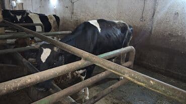 sort inəklər: Südlük inəklər – ferma təsərrüfatı üçün - Rəngləri: alaca qəhvəyi‑ağ — 3