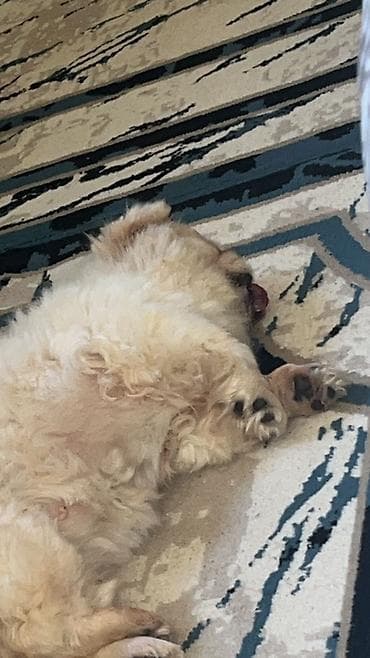 xasgi balası: Pekines — 1