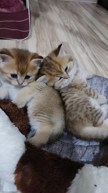 keci seki: Qızıl şinşilla, Erkək, Yaxşı əllərə, Ünvandan götürmə — 6