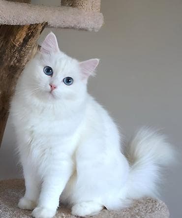 Ağ tüklü, uzun xəzli ev pişikləri - Rəng: tam ağ - Gözlər: yaşıl — 3