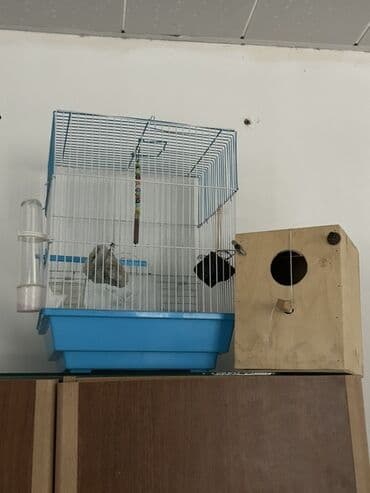 купить клетку для морской свинки: Quş qəfəsi və yuvalıq dəsti - Ölçü: orta həcmli, ev quşları üçün — 1