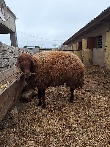 qoyun qiymətləri: Qala qoçu satılır. 1yaş 11 aylıqdır. Tam sağlamdır. Qoyun sürməyi — 8