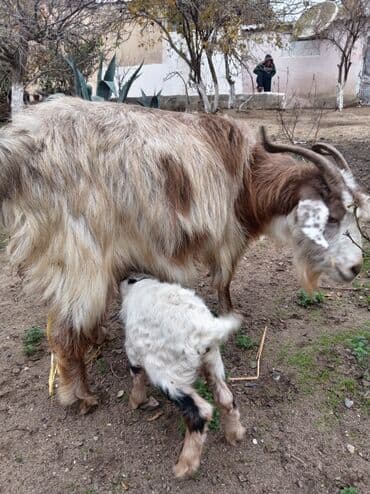 İtlər: Südlük/çoxməhsuldar ana keçi bala ilə birlikdə. - Növ: yerli uzun — 2