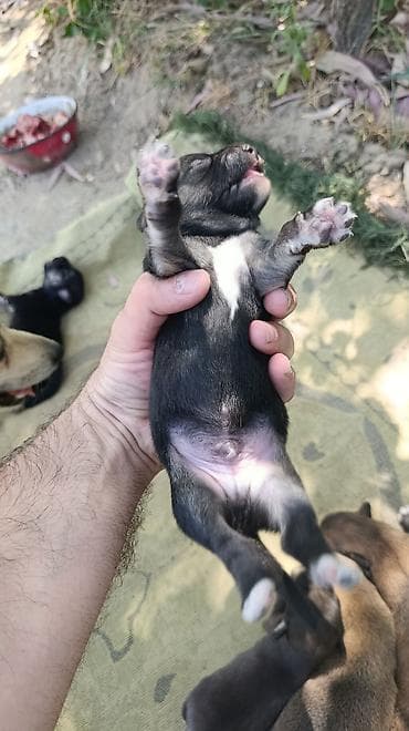 İtlər: Zvonok, 1 ay, Erkek, Ödənişli çatdırılma, Ünvandan götürmə — 6