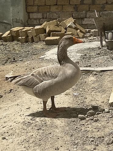 çöl qazı: Qoca qazdı sağlam qazdı prablemi yoxdu tək qalıb deyə satıram tülkü bu — 2