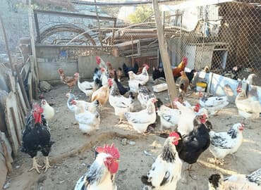 balasına süd vermeyen qoyun: Toyuq, Damazlıq — 1