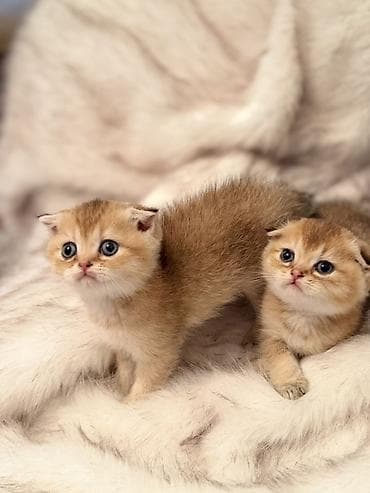 heyvanlar pişik: Qızıl şinşilla, Erkək, Ünvandan götürmə, Ödənişli çatdırılma, Rayonlara çatdırılma — 4