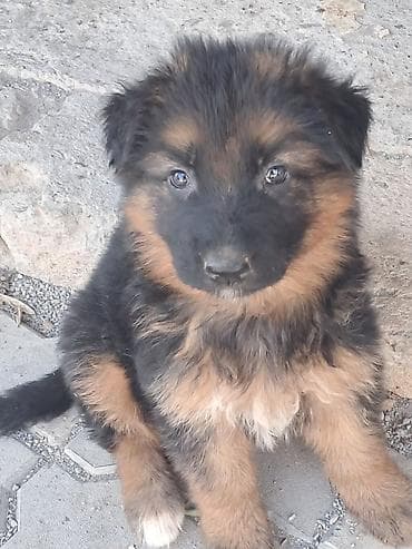 at satilir: Alman çoban iti, 2 ay, Erkek, Peyvəndli, Ünvandan götürmə — 5