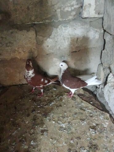 Tam sağlam heyvanlardi tutulmalardi