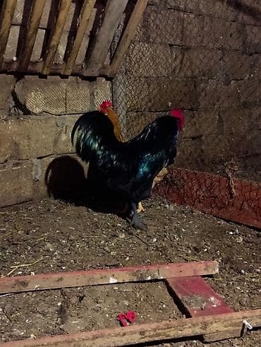 ucuz dana: Safqan avstralob dekorativ və damazlıq üçün - Rəng: tam qara — 6