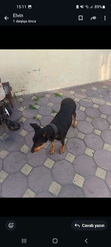 it cinsleri ve sekilleri: Məhsul: iti (kiçik/orta ölçülü, qara-qonur rəngdə) Təsvir: - — 1