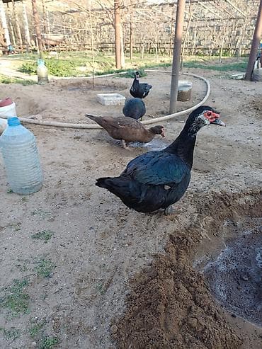 heyvanlar at: Erkək, | Lal ördək, Damazlıq, Ünvandan götürmə — 1