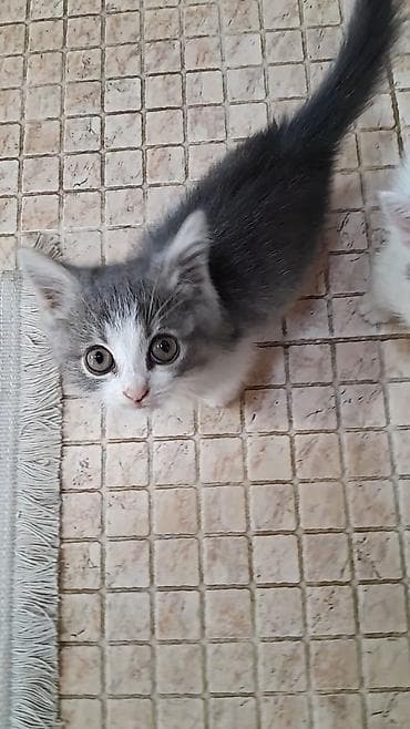 Boz-ağ rəngli balaca pişik balası - Cins: yerli ev pişiyi - Rəng: boz lalafo.az -da Boz-ağ rəngli balaca pişik balası - Cins: yerli ev pişiyi - Rəng: boz