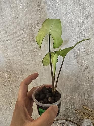 Otaq bitkiləri: Syngonium White Butterfly. Nadir bitki növü — 3