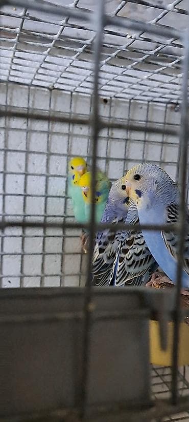 Məhsul: Dalmatin və klassik rəng çalarlarında dalğalı papağanlar