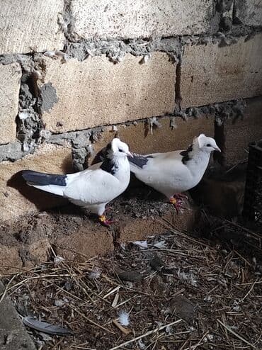 Gəmiricilər: Cüt dekorativ göyərçin – ağ-qara rəngli, baş hissəsində taclı lələk — 4