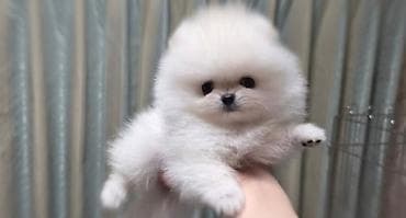 ovcarka balası: Şpitz, 2 ay, Sənədli — 1