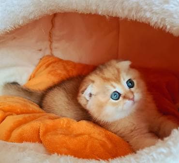 pişik adları: Şotland, Erkək, Dişi, Ödənişli çatdırılma — 5