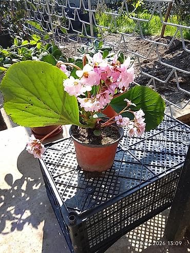 gül və çiçək adları: Bütün Bölgələrə çatdırılma var ətraflı whatsapp la əlaqə saxlayın Bağ — 1