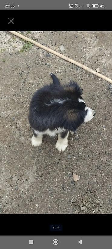 balaca at: Koker spaniyel, 3 ay, Dişi, Peyvəndli, Ödənişli çatdırılma — 1