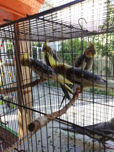 Gəmiricilər: Korella biri 50 Azn Məhsul: Nimfa tutuquşuları (Cockatiel) Təsvir: - — 2