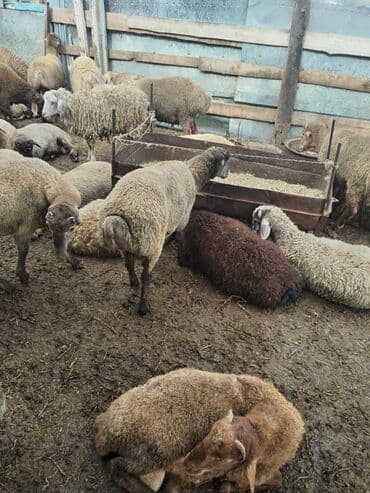 Quzu: 18-22kq arası erkək quzulardı hamısı — 2