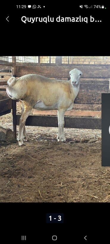 Quyruqlu damazlıq qoç - Cins: quyruqlu (yağlı quyruq tipli), damazlıq lalafo.az -da Quyruqlu damazlıq qoç - Cins: quyruqlu (yağlı quyruq tipli), damazlıq
