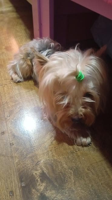 gencede heyvanlar: Yorkşir teryer — 2