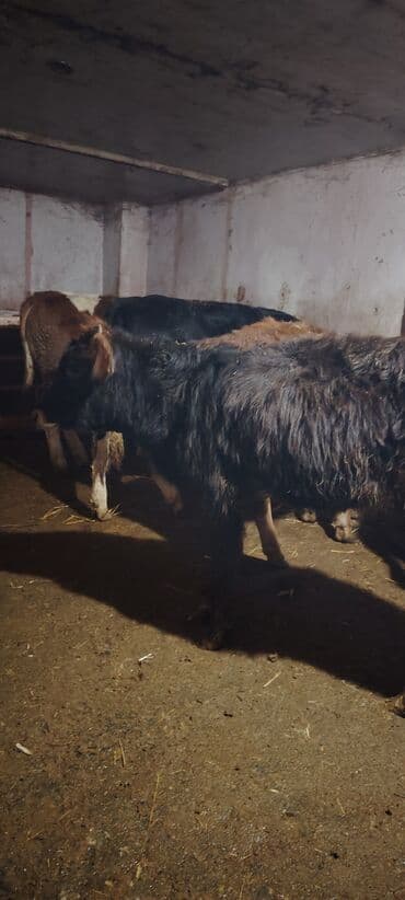 домики для кошек баку: Super dana — 4