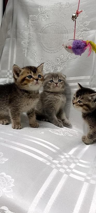 qax heyvan: Британская — 8