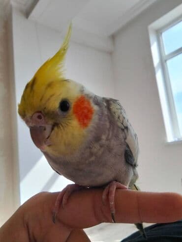 balaca dovşan satışı: Papuqay Korella satılır Salam adı cipsidi 11 aylıq erkekdi 3 mahnı — 1