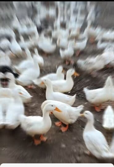 hinduşqa gəncə: Məhsul: Ördəklər (təsərrüfat üçün) Təsvir: - Təsərrüfat şəraitində — 1