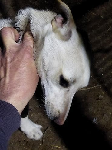 balaca it cinsleri: Balaca ölçülü it – ağ tüklü, qulaqları və belində açıq qəhvəyi — 2