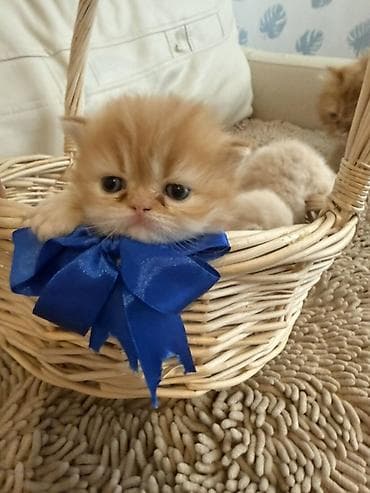 Gəmiricilər: Fars — 3