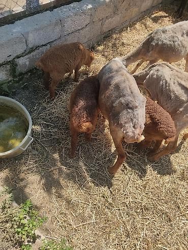 goyercin berde type 0: Cavan ana balla qoyunllardi hec bir diwi tukulmuyub yunllarda — 6
