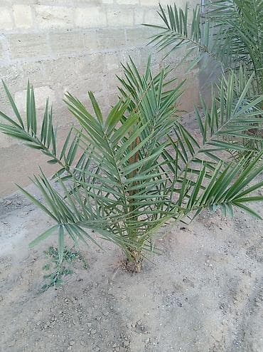 Xurma palması fidanı (Phoenix dactylifera) - Açıq torpaq üçün uyğun