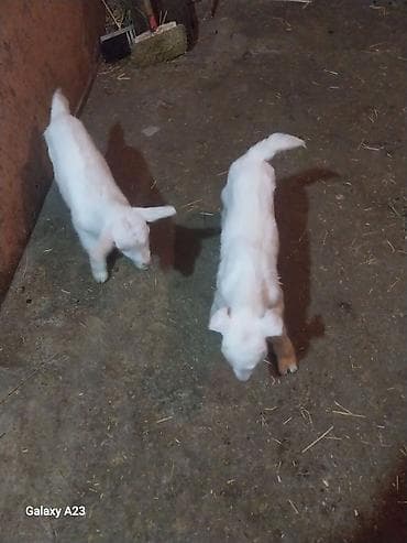 it adlari xarici: Məhsul: Ağ sanen oğlaq balaları (4 ədəd) Təsvir: - Şəkildə ağ tüklü — 4