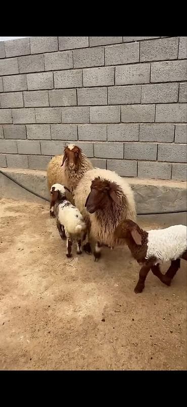 heyvan sahibləndirmə: Mal-qara: ana qoyunlar və quzular Təsvir: - Qapalı həyətdə saxlanılan — 4