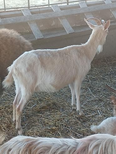 Satılır: süd və ət istiqamətli yerli keçilər - Rəng: açıq krem/ağ