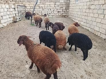 qaz cücəsi: Qoyun sürüsü – qaragül tipli, müxtəlif rənglərdə (qara, tünd — 2