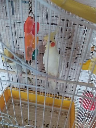 qus: Növ: Nimfa papuqayı (Cockatiel) cüt Rənglər: - Ağ‑sarı quş – — 3