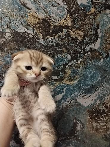 scotish fold: Şotland — 3