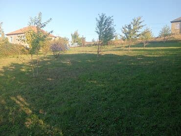 16 sot, Tikinti, Kupça (Çıxarış)