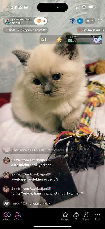 pişik siyam: Şinşilla, Erkək — 7