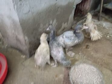 ördək balası və cücə: Misk ördəkləri – müxtəlif rəng və naxışlarda cavan balalar - Növ — 4