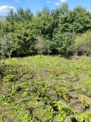 sumqayıtda kirayə evlər 2024: Lerikin Noda kendinde. Heyet evi satilir. asfalta 2 degigelik yol — 12